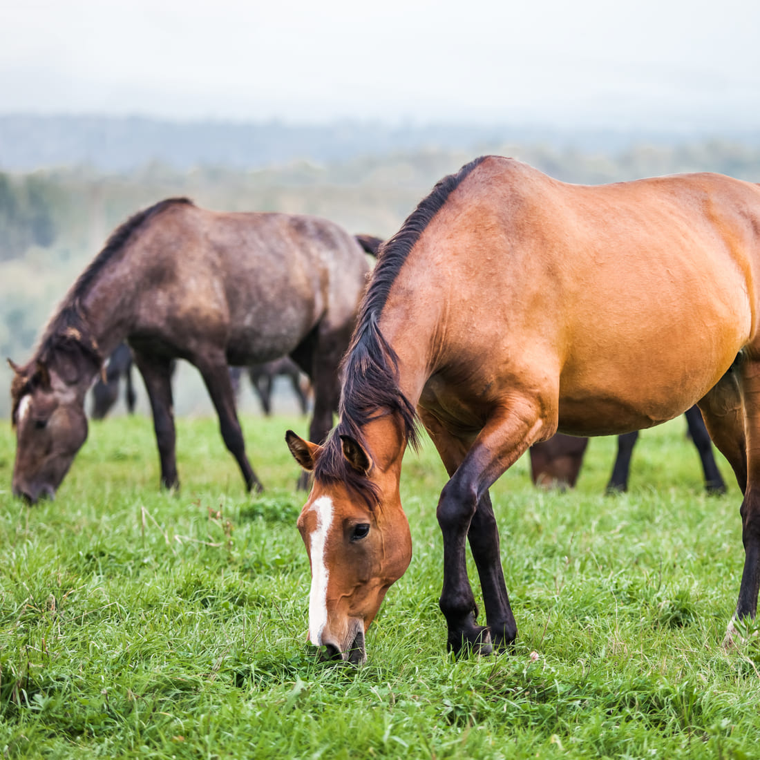 horses