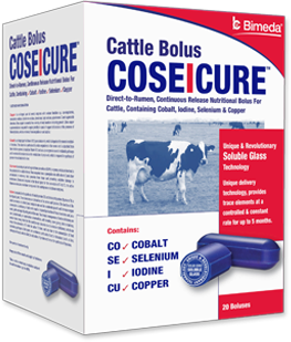 CoseIcure Cattle