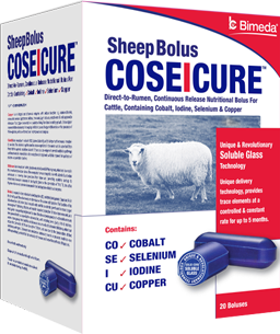 CoseIcure Sheep