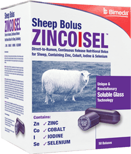 Zincoisel - Sheep